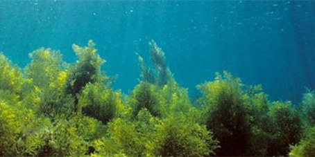 程海保尔藻类研究